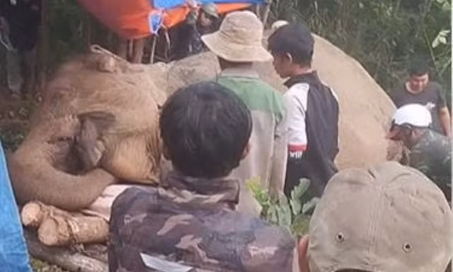 Voi cái ở Đắk Lắk chết với vết thủng ở bụng