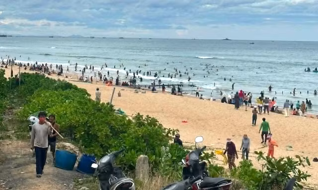 Vỡ hồ nuôi, gần chục tấn ốc hương trôi ra biển