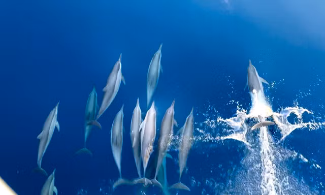 Đã mắt xem đàn cá heo 'nhảy múa' trên biển 