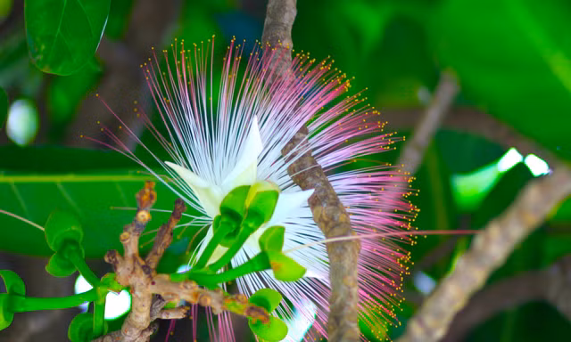 Mùa hoa bàng vuông tuyệt đẹp nơi đảo xa