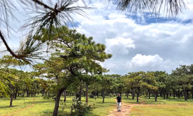 Toàn cảnh rừng thông làm dự án sân golf FLC dang dở, đang điều chỉnh quy hoạch