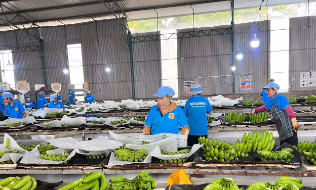 Quảng Tây và Gia Lai 'bắt tay' mở rộng đường xuất nông sản sang Trung Quốc 