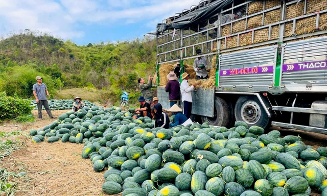 Dưa hấu rớt giá thê thảm, cắt lỗ 1.000 đồng/kg