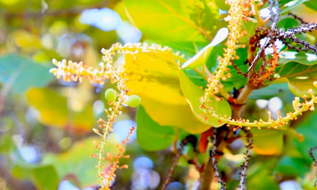 Tận thấy dư vị nho biển ở Trường Sa 