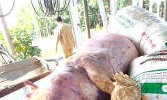 Khởi tố 7 bị can đào xác heo bệnh, mang sơ chế bán ra thị trường