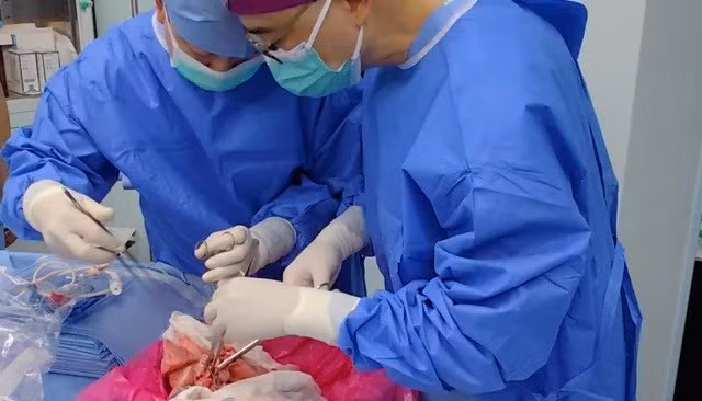 Ca ghép phổi đầu tiên từ lợn sang người ở Trung Quốc