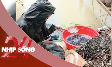 NHỊP SỐNG 24: Lạ lùng hình thức phóng sinh online