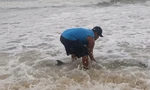 Phát hiện cá heo mắc cạn tại vùng biển TP Huế