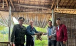 Huế tiếp nhận, cứu hộ nhiều động vật hoang dã quý hiếm