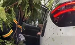Đà Nẵng: Kịp thời giải cứu 6 người trong ô tô bị cây đổ đè