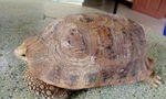 Người dân Đà Nẵng phát hiện rùa vàng quý hiếm liền gọi báo công an