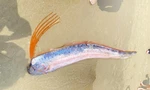 Cá hố rồng dạt vào bãi biển Đà Nẵng