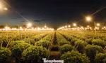 Biến đêm thành ngày ở ‘thủ phủ’ hoa cúc miền Trung