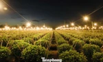 Biến đêm thành ngày ở ‘thủ phủ’ hoa cúc miền Trung