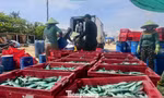Ngư dân Quảng Ngãi trúng đậm cá nục