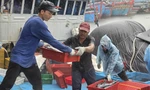 Ngư dân Quảng Ngãi bỏ dở phiên biển, hối hả vào bờ bán cá ‘chạy bão’