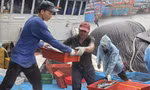 Ngư dân Quảng Ngãi bỏ dở phiên biển, hối hả vào bờ bán cá ‘chạy bão’