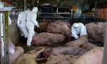 Phát hiện xe chở lợn bệnh chuẩn bị đưa vào Nam làm lạp xưởng