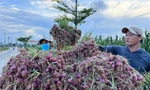 Nông dân Lý Sơn chạy đua thu hoạch hành trước khi bão số 12 đổ bộ