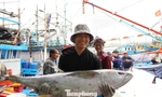 Giáp Tết, ngư dân Quảng Ngãi trúng đậm cá ngừ đại dương