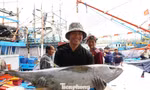 Giáp Tết, ngư dân Quảng Ngãi trúng đậm cá ngừ đại dương