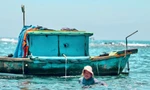 Ngư dân Quảng Ngãi ‘bỏ túi’ tiền triệu mỗi ngày nhờ săn loài gai góc đầy mình