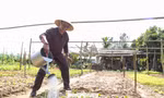 Khách Tây hào hứng làm nông dân gánh nước, trồng rau 