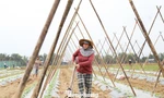 Nông dân cần mẫn 'hồi sinh' vùng rau lớn nhất Đà Nẵng sau lũ