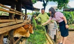 Gia Lai prudce snižuje počet chudých domácností, objevuje se mnoho příkladů udržitelného úniku z chudoby