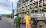 Phát hiện hơn 50 con heo vận chuyển vào Nam không có kiểm dịch