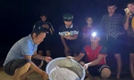 Hồi sinh bãi đẻ rùa ở Nhơn Châu: 12 rùa con trở về biển trong đêm