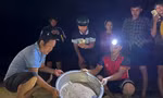 Hồi sinh bãi đẻ rùa ở Nhơn Châu: 12 rùa con trở về biển trong đêm