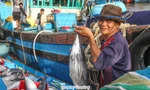 Xem ngư dân khui hầm, bán ‘lộc biển’ đầu năm