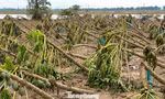Cây trồng, hoa màu gãy đổ la liệt sau lũ ở Đà Nẵng