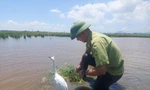 Miệt mài lội ruộng cứu chim trời
