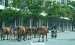Trâu bò thả rông giữa khu dân cư, Đà Nẵng gia hạn chót xử lý
