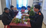 Hai đối tượng trộm 100 cây sâm Ngọc Linh