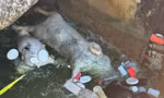 Xác lợn chết nổi lềnh bềnh trên kênh ở Đà Nẵng 