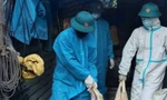 Một phường ở Đà Nẵng xuất hiện dịch tả lợn châu Phi