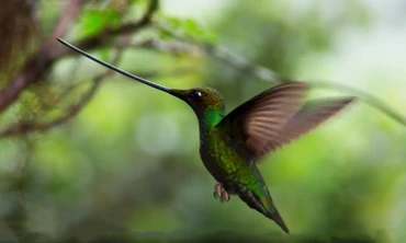 Loài chim có mỏ dài nhất thế giới