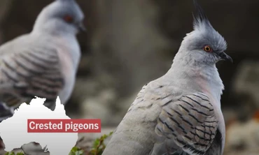 Lông chim bồ câu có thể phát ra tiếng cảnh báo