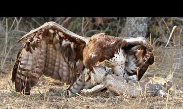 Cơ hội nào cho thằn lằn khi cố thoát khỏi móng vuốt của đại bàng?