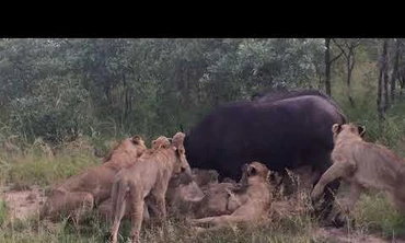 Trâu rừng bất lực nhìn đàn sư tử ăn thịt đồng đội