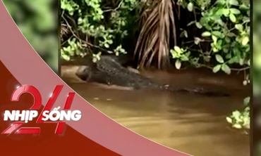 NHỊP SỐNG 24: Cá sấu dài 2m xuất hiện trên kênh ở Bến Tre