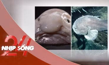 NHỊP SỐNG 24: Con vật 'xấu nhất thế giới' thắng giải năm gây xôn xao