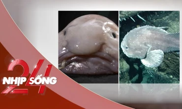 NHỊP SỐNG 24: Con vật 'xấu nhất thế giới' thắng giải năm gây xôn xao