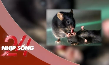 NHỊP SỐNG 24: Bất ngờ với hành vi 'cấp cứu' đồng loại bất tỉnh ở chuột