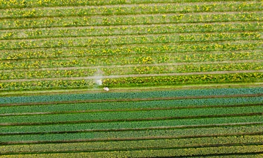 ‘Thủ phủ’ hoa lớn nhất Hà Nội tất bật vào vụ 8/3