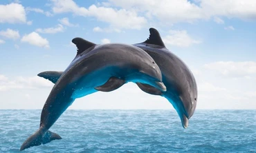 Ngạc nhiên nhìn cá heo bơi lội ở Bình Thuận