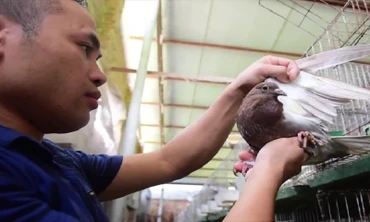 Bỏ nghề lập trình viên về làm ‘nông dân nuôi chim’ thu 3 tỷ đồng/năm